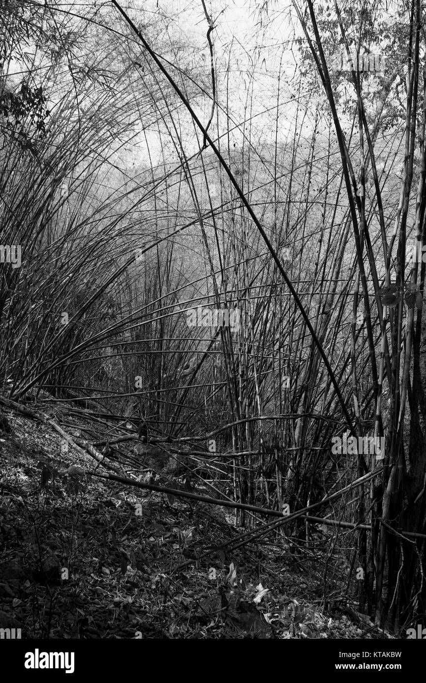 bamboo forest mountain jungle black white Stock Photo