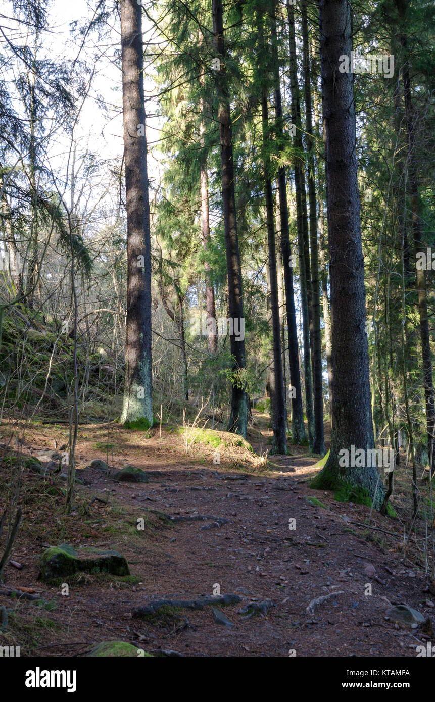 the sun is shining down between the trees Stock Photo