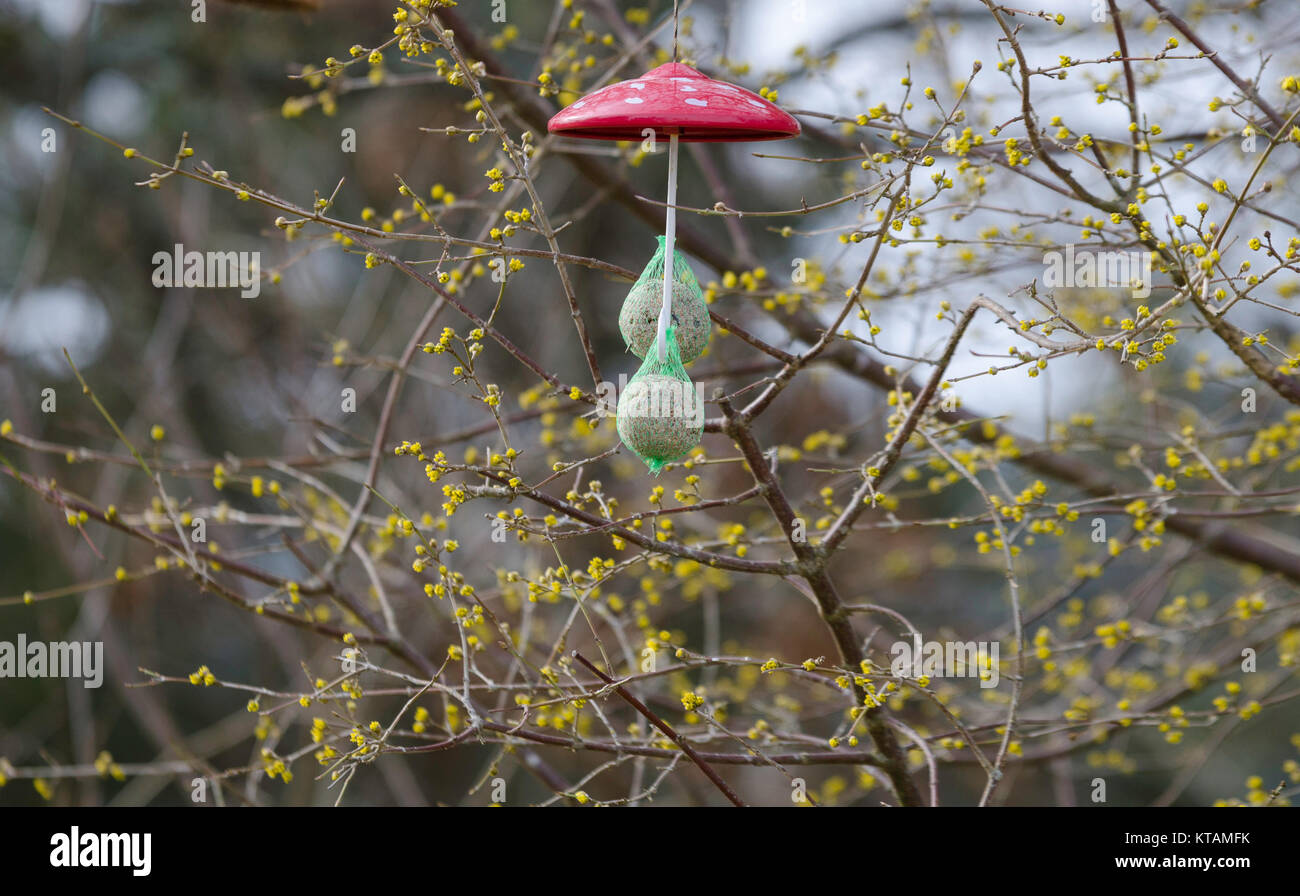 feeding the bird with suet balls Stock Photo Alamy