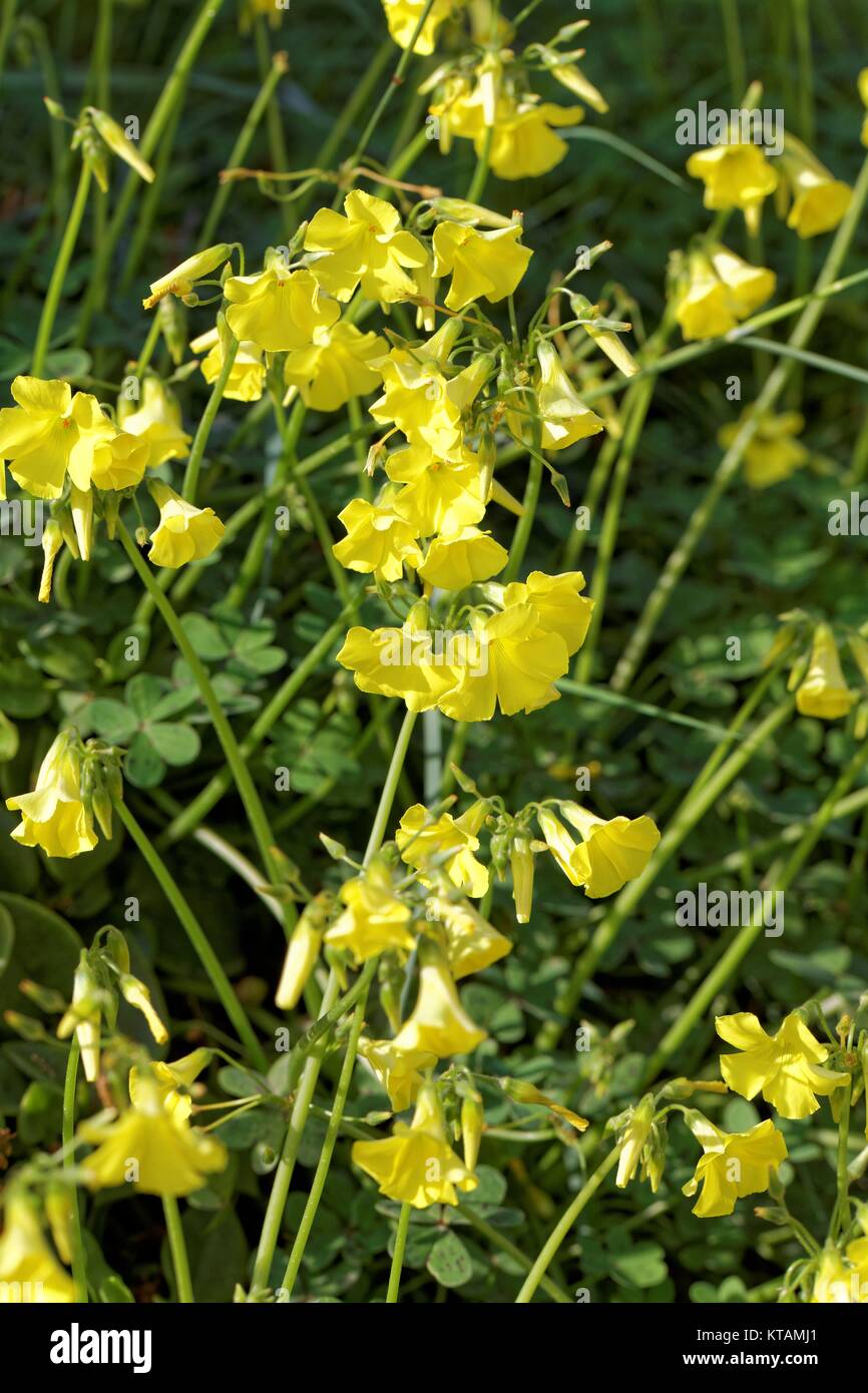 nodding sour clover Stock Photo