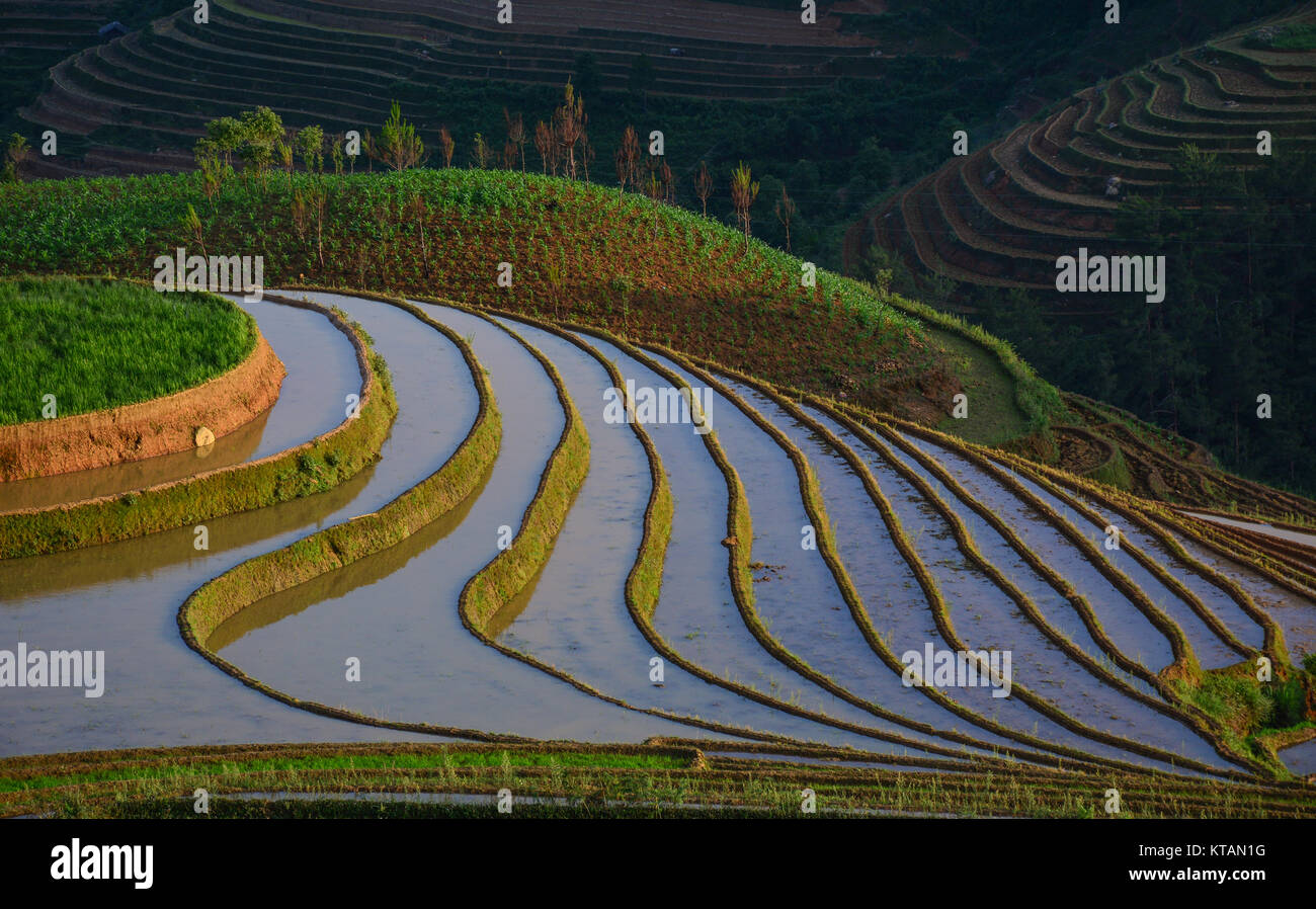 Malaysia Rice Field Stock Photos Malaysia Rice Field Stock - 