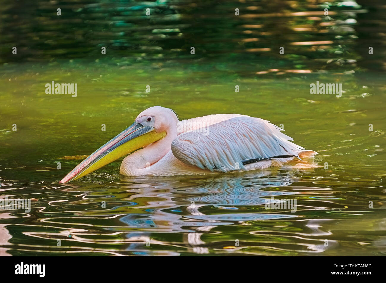 Pelican on the Pond Stock Photo