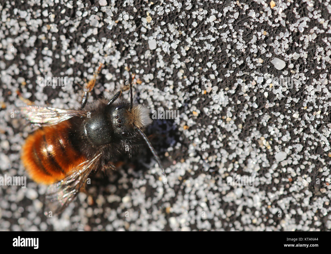 horned mason bee osmia cornuta Stock Photo Alamy