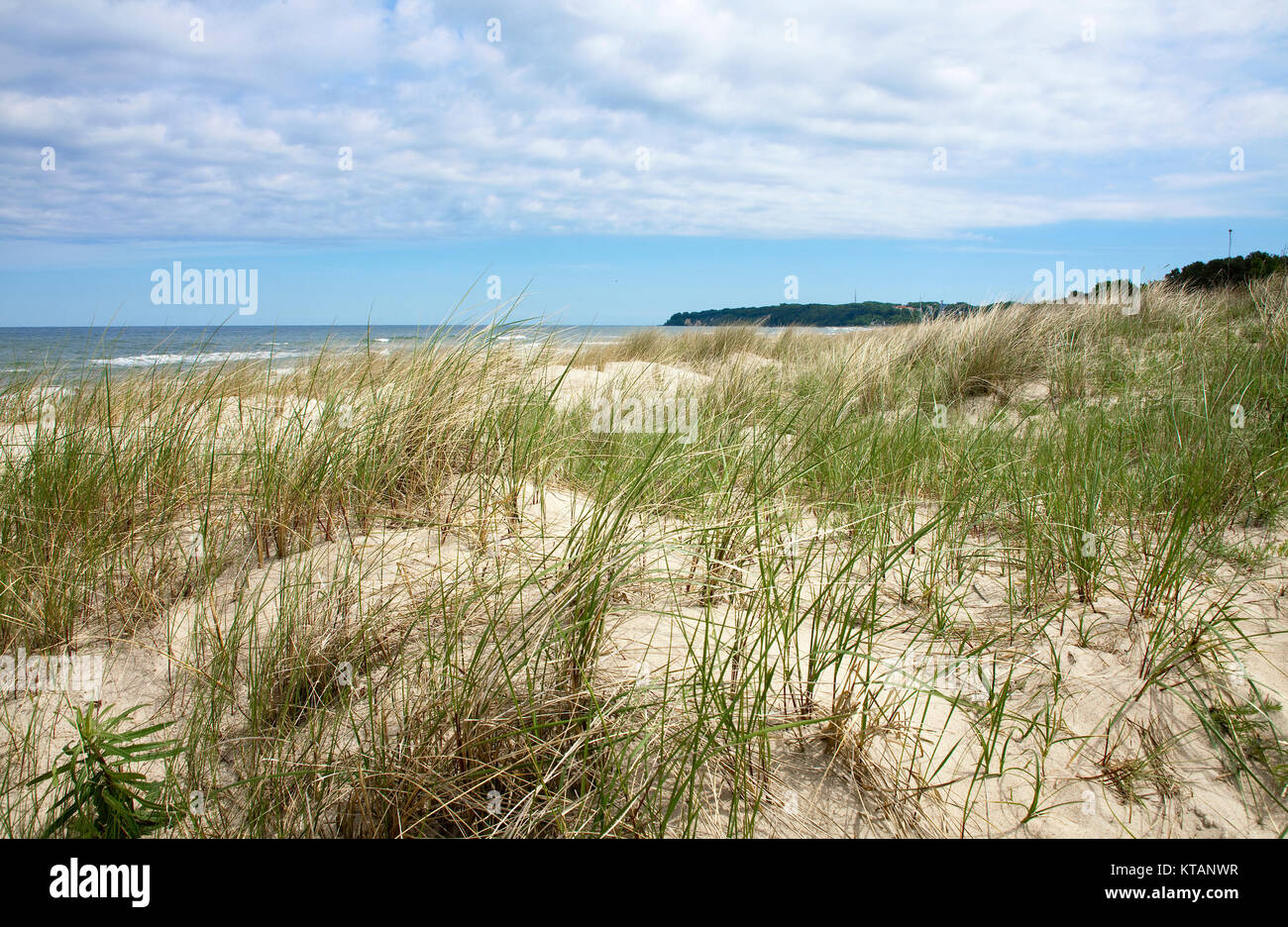 Marram grass and Baltic Sea at Baabe, Moenchgut-Granitz, Ruegen island, Mecklenburg-Western Pomerania, Baltic Sea, Germany, Europe Stock Photo