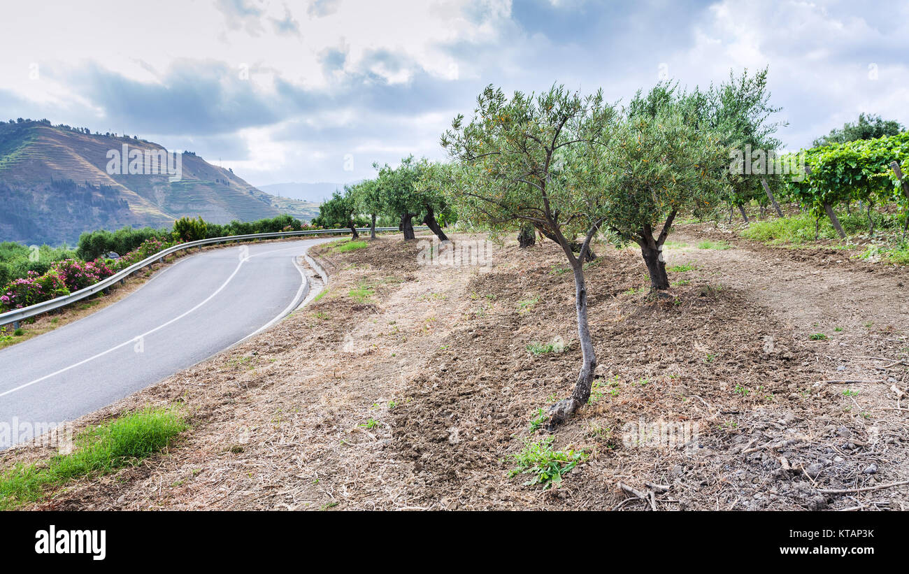 Olive trees in sicily country hi-res stock photography and images - Alamy
