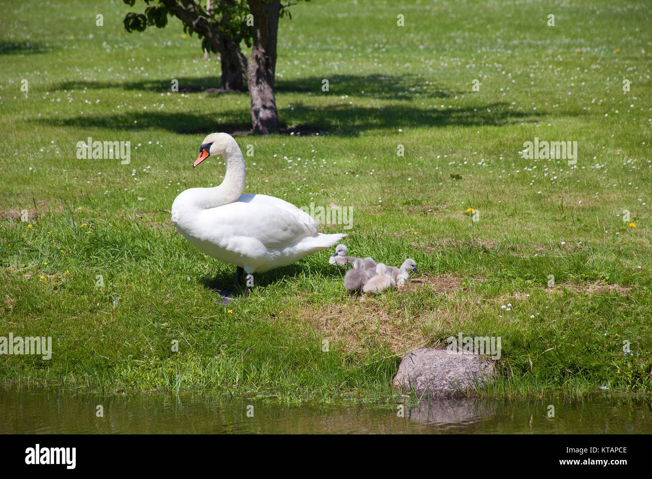 Swan with chicks on meadow, Middelhagen, Moenchgut, Ruegen island, Mecklenburg-Western Pomerania, Baltic Sea, Germany, Europe Stock Photo