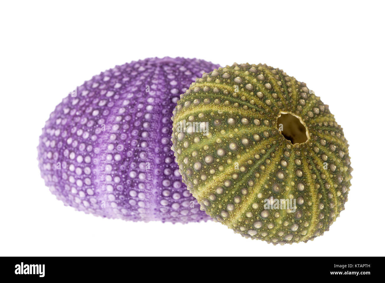 Sea Shells Of Sea Urchin Echinoidea Isolated On White