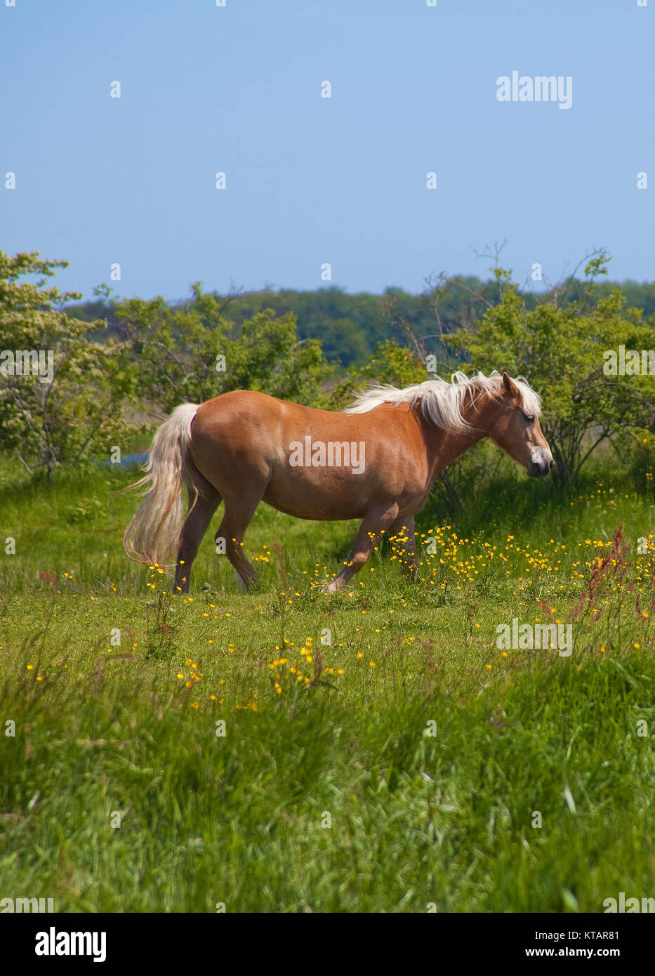 Horse on field, National park Vorpommersche Boddenlandschaft at Ummanz island, Ruegen island, Mecklenburg-Western Pomerania, Baltic Sea, Germany, Stock Photo