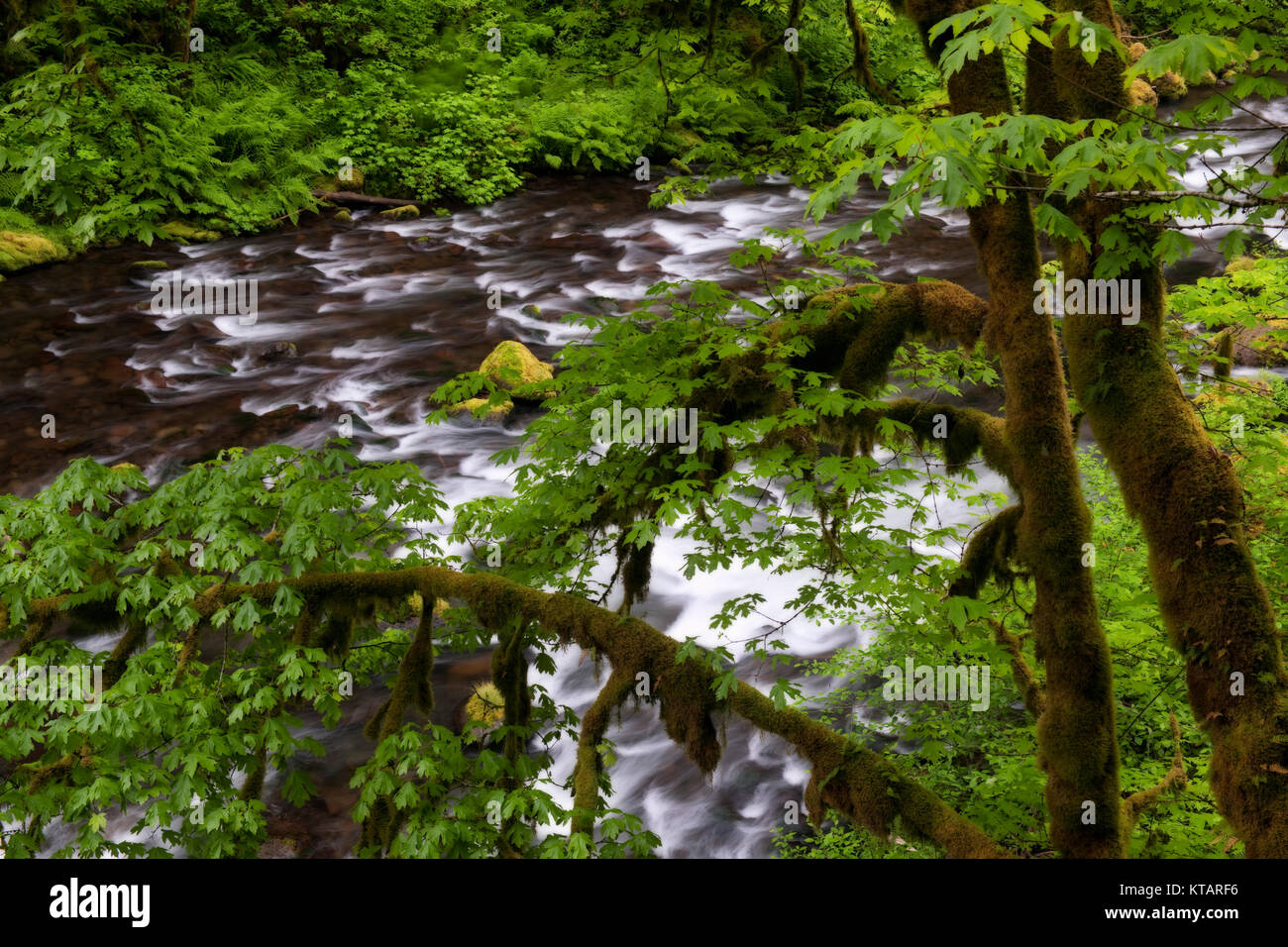 Big leaf maple tree hi-res stock photography and images - Alamy