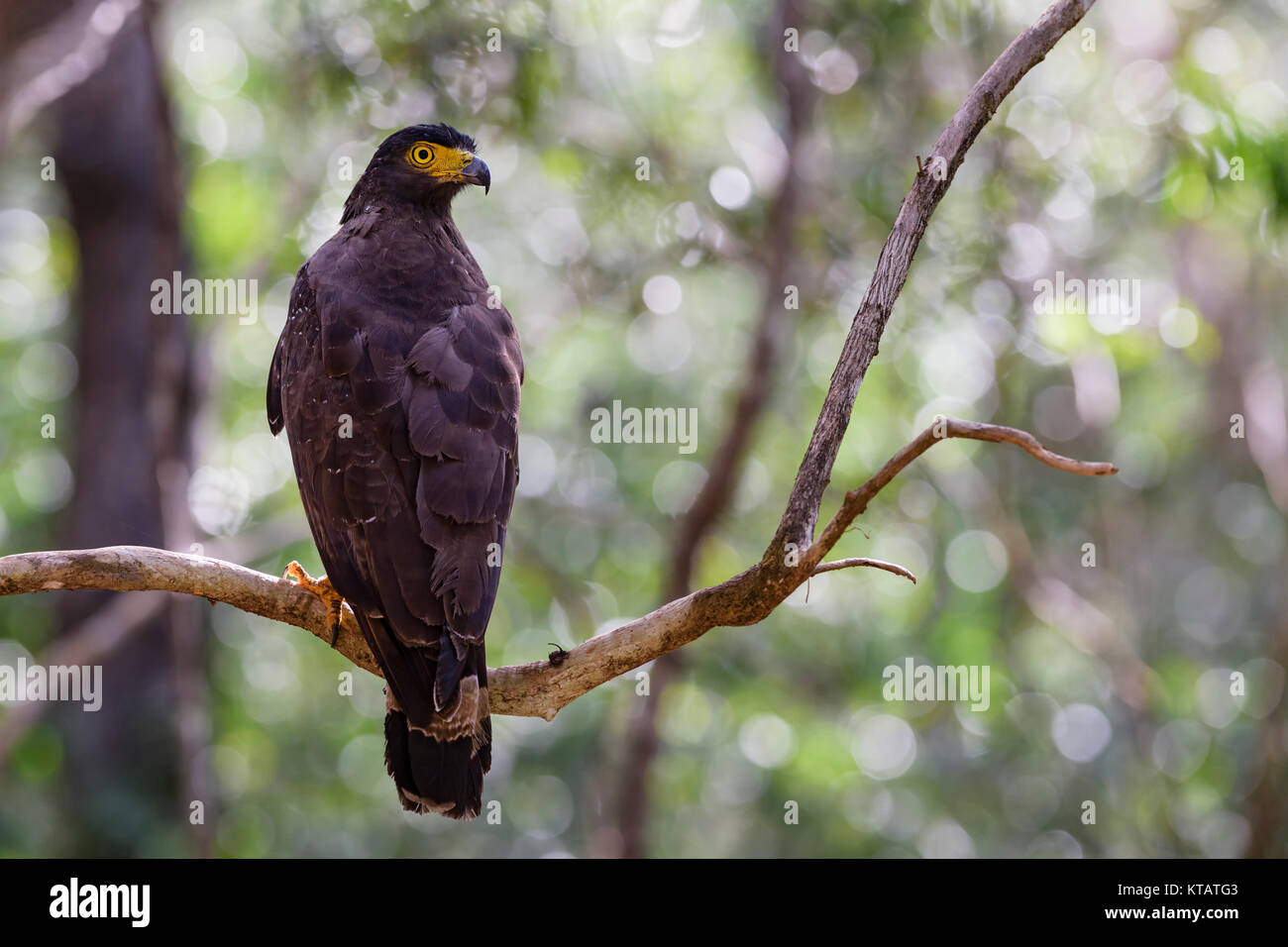 Crested Serpent-eagle - Spilornis cheela, Wilpattu National Park, Sri Lanka Stock Photo