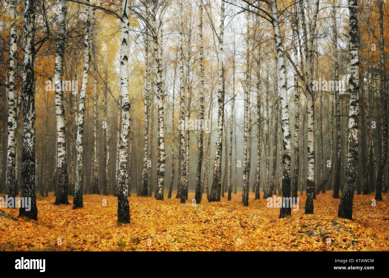 autumn forest. fog in the picturesque autumn forest Stock Photo - Alamy