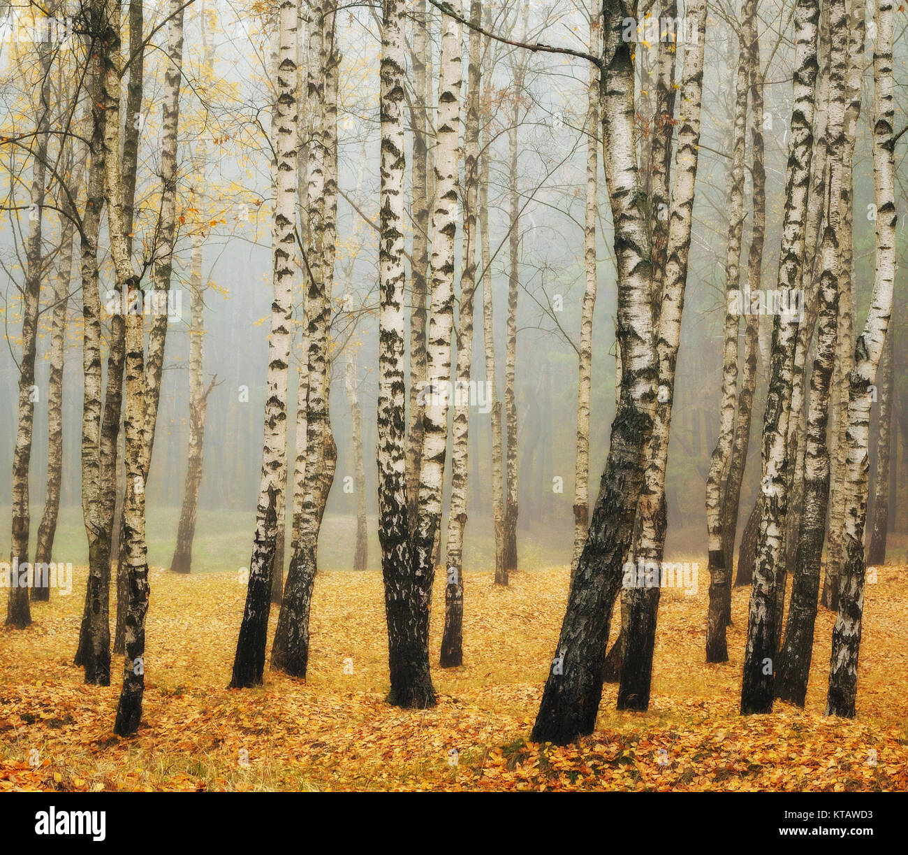 autumn forest. fog in the picturesque autumn forest Stock Photo - Alamy