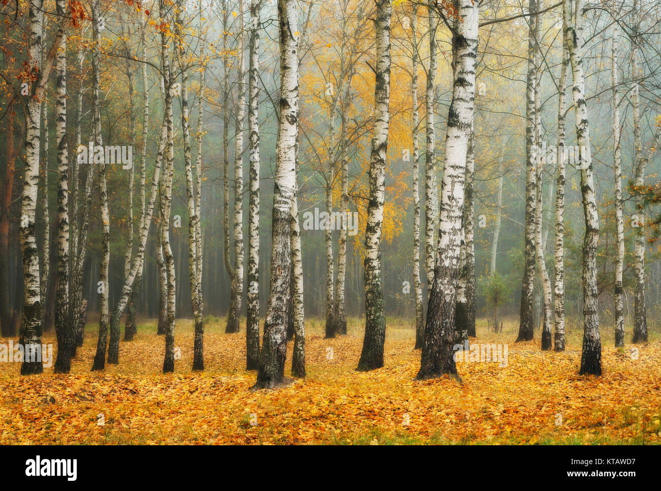 autumn forest. fog in the picturesque autumn forest Stock Photo - Alamy