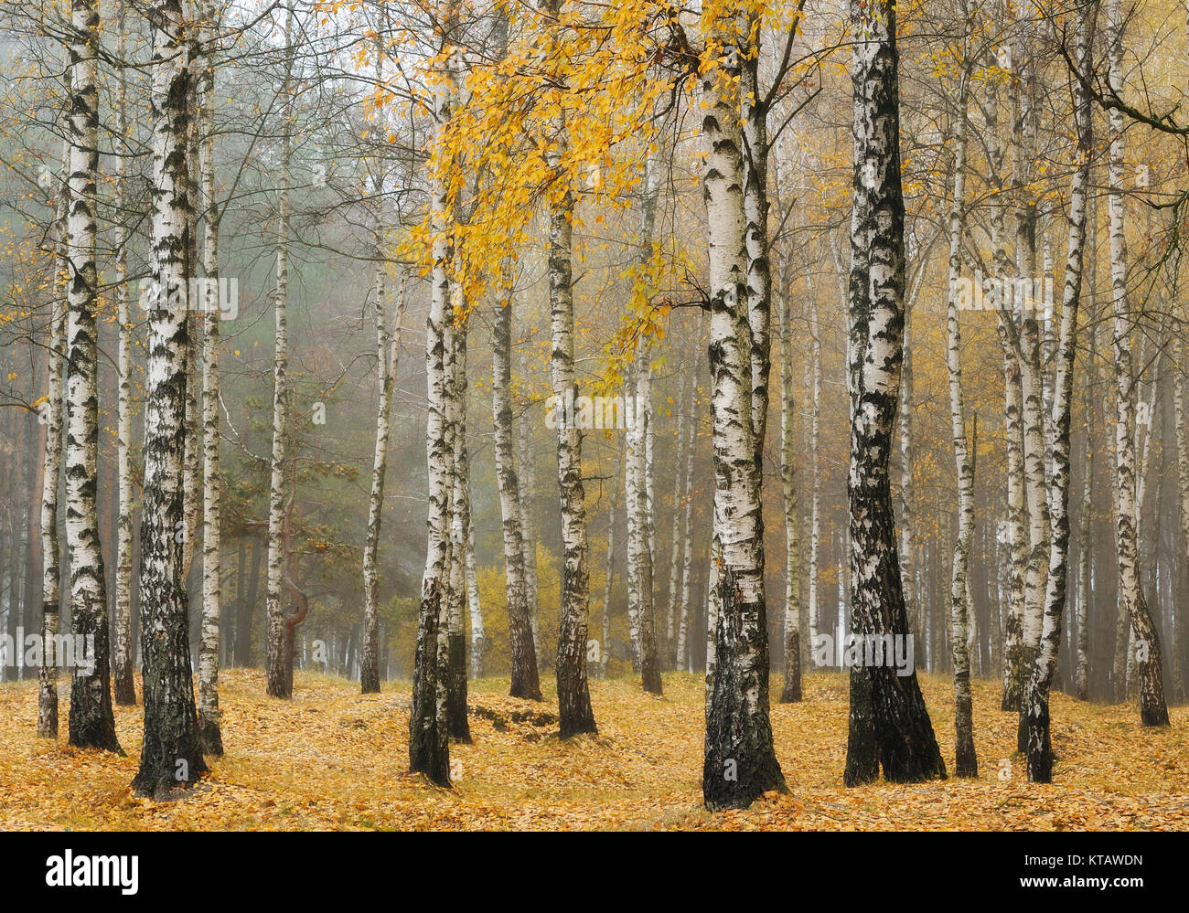 autumn forest. fog in the picturesque autumn forest Stock Photo - Alamy
