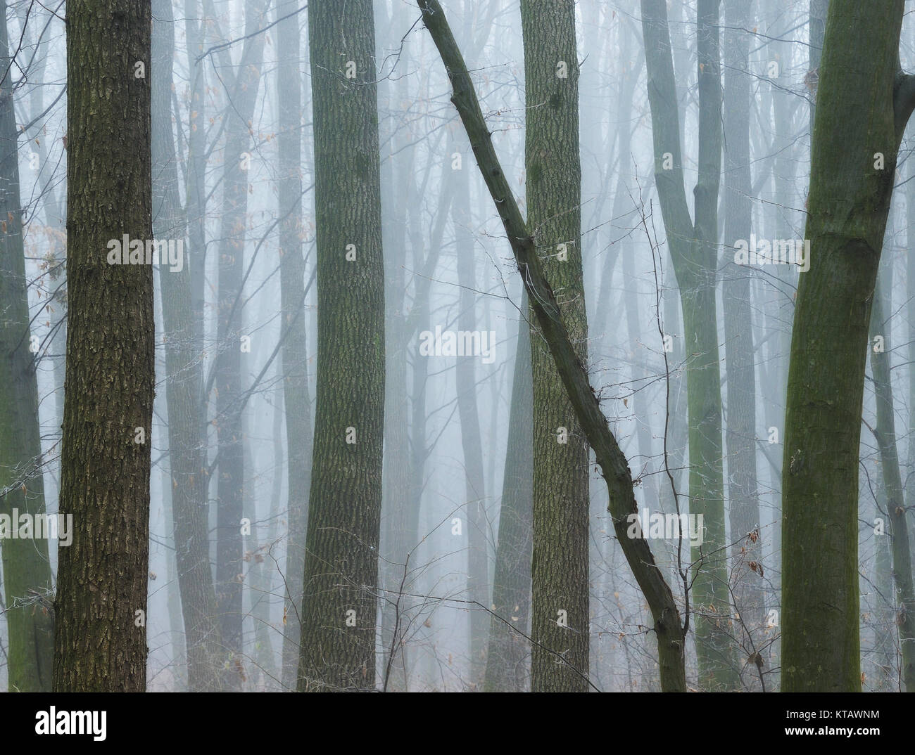 autumn forest. fog in the picturesque autumn forest Stock Photo - Alamy