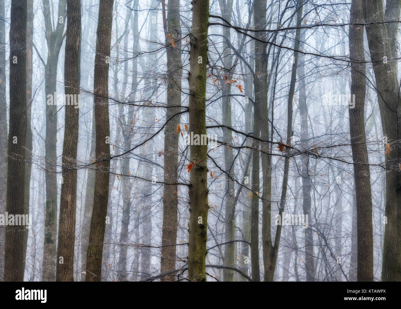 autumn forest. fog in the picturesque autumn forest Stock Photo - Alamy
