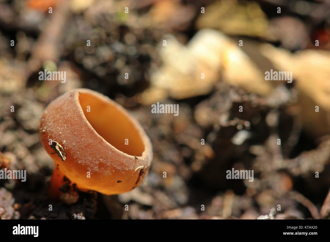 common anemone beaker (dumontinia tuberosa) Stock Photo