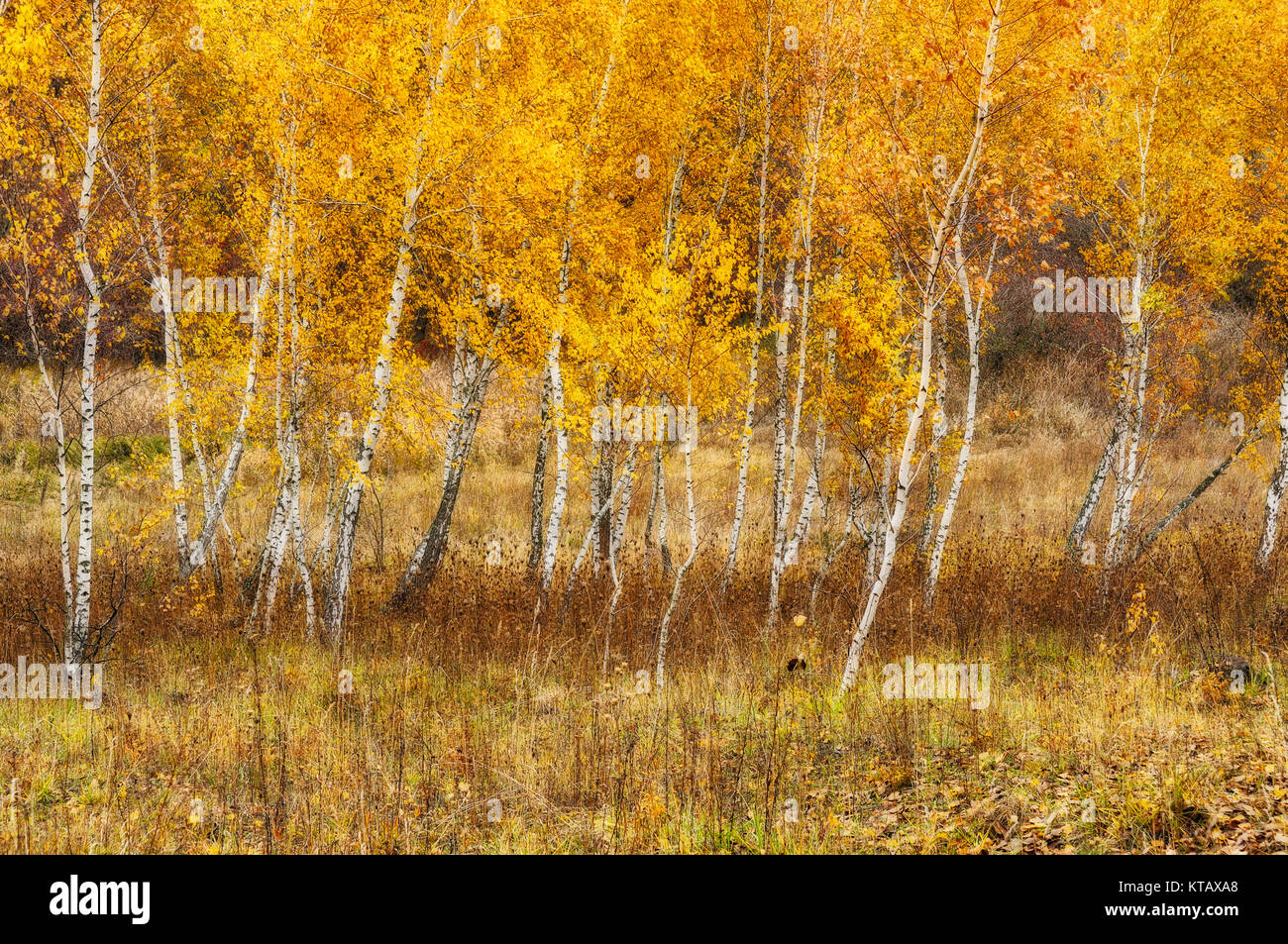 autumn forest. fog in the picturesque autumn forest Stock Photo - Alamy