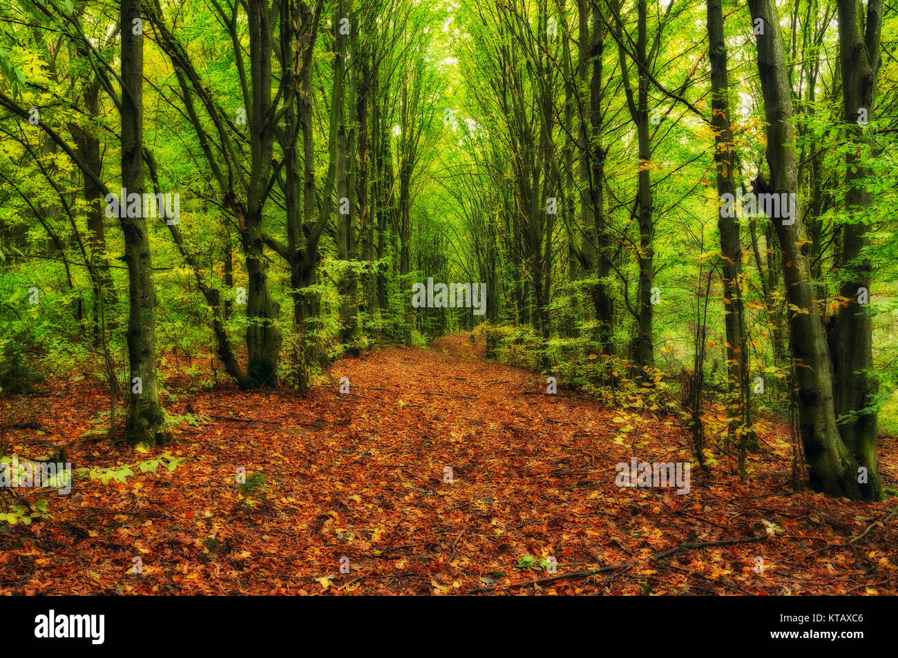 autumn forest. fog in the picturesque autumn forest Stock Photo - Alamy