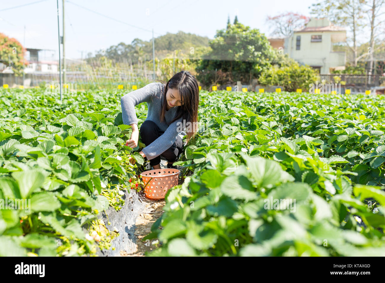 Woman picking strawberry Stock Photo - Alamy