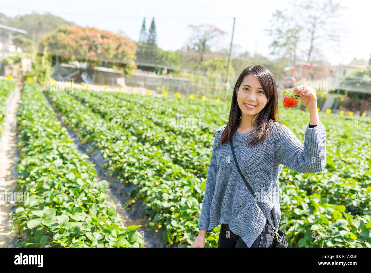 Woman holding strawberry at field Stock Photo - Alamy