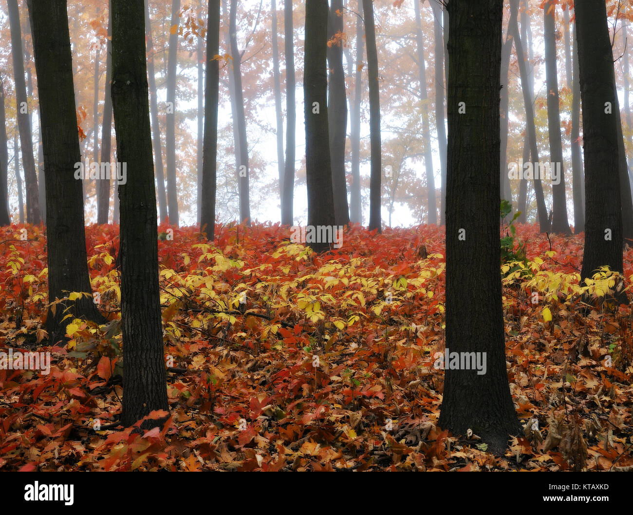 autumn forest. fog in the picturesque autumn forest Stock Photo - Alamy