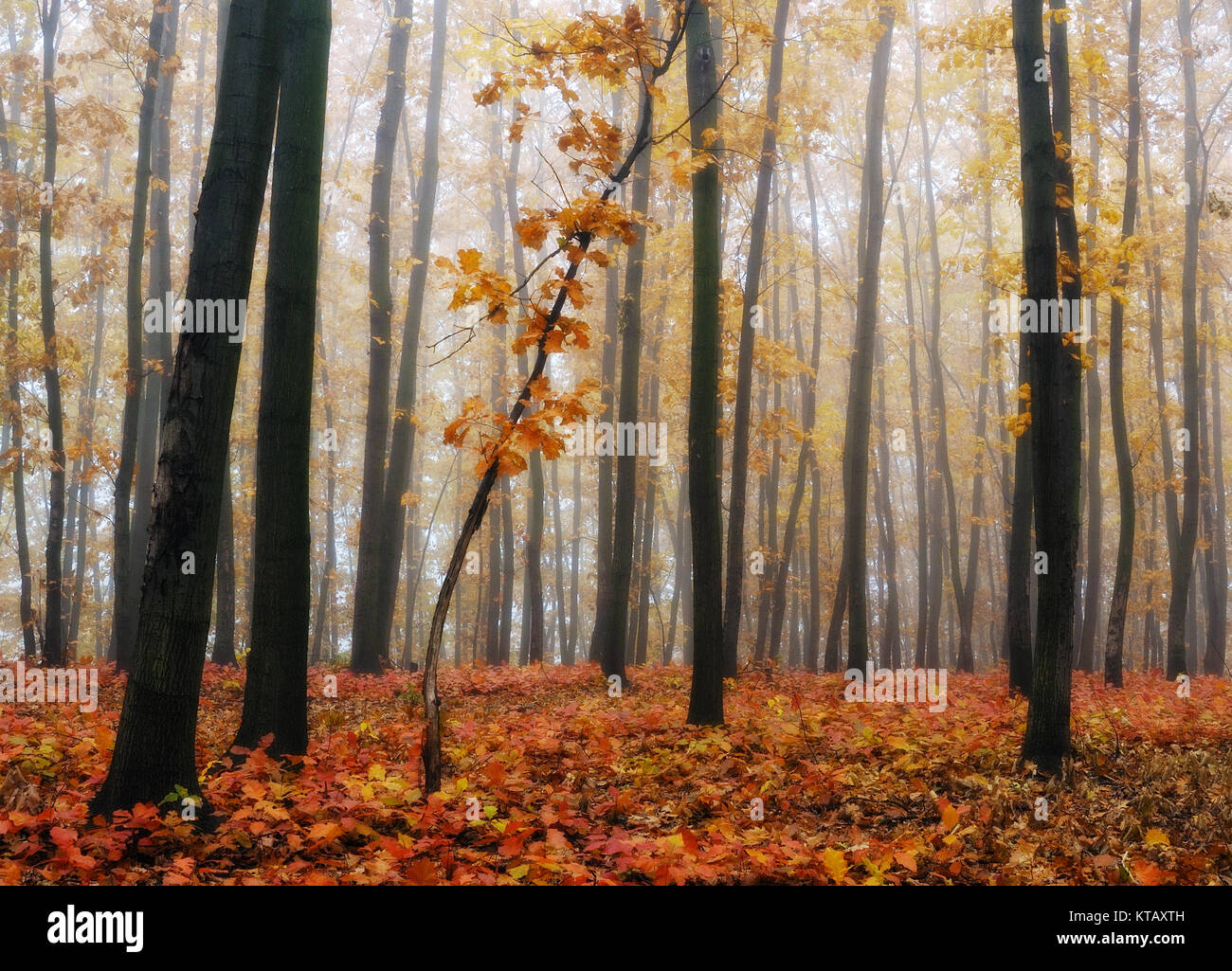 autumn forest. fog in the picturesque autumn forest Stock Photo - Alamy