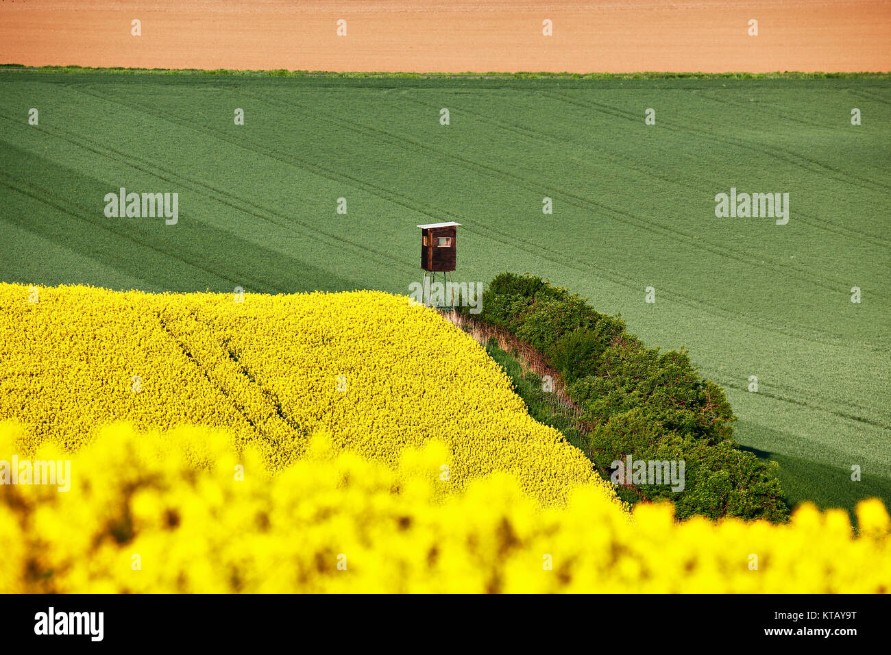 Sunny morning at green and yellow spring fields. Stock Photo