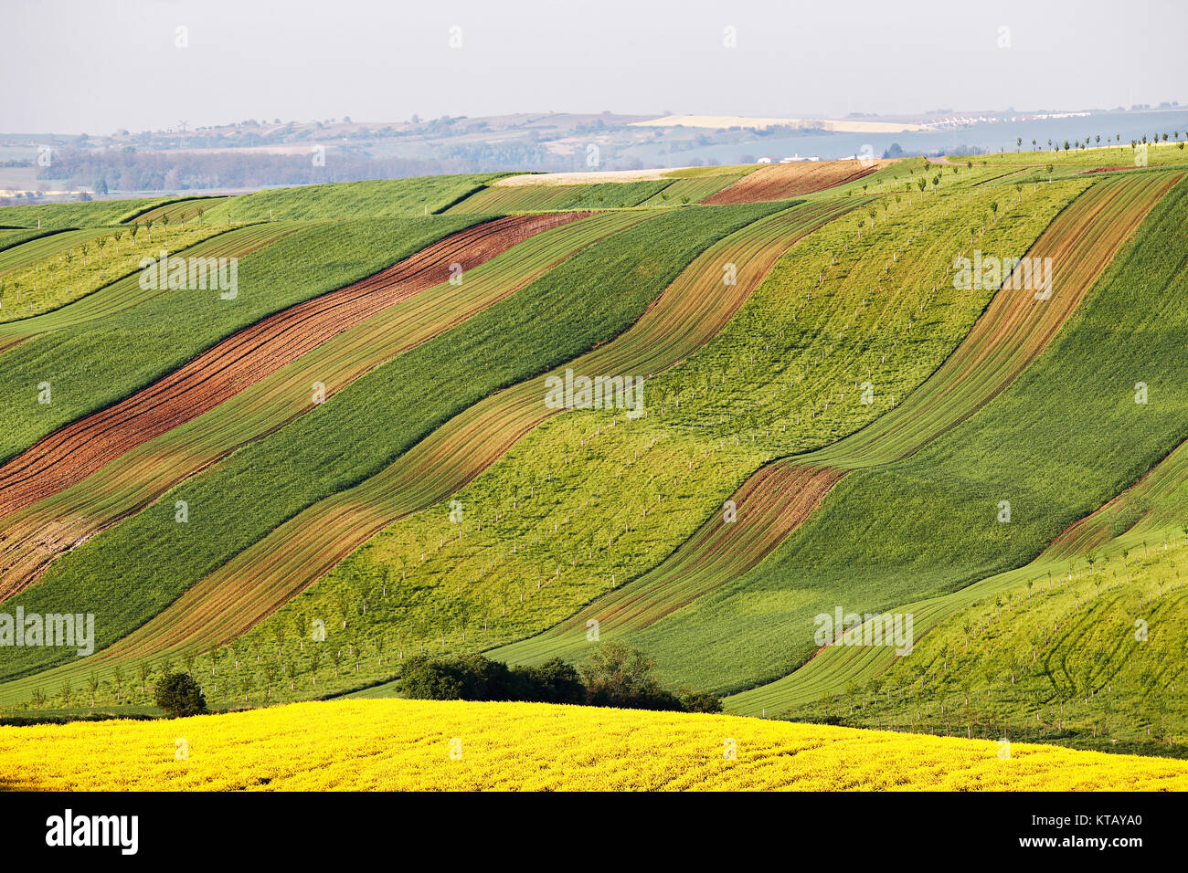 Sunny morning at green and yellow spring fields. Stock Photo
