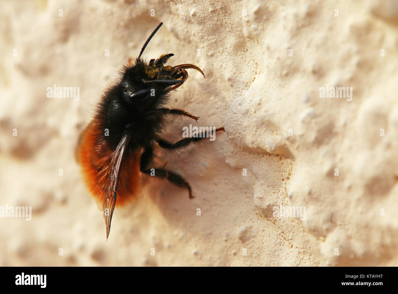 horned female bees Stock Photo