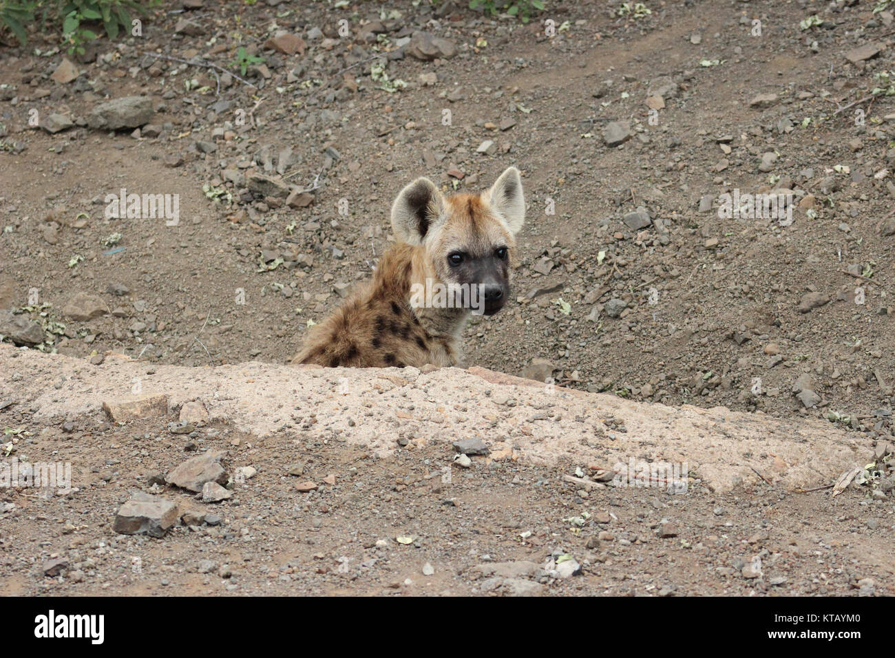 Spotted hyena cub Stock Photo - Alamy