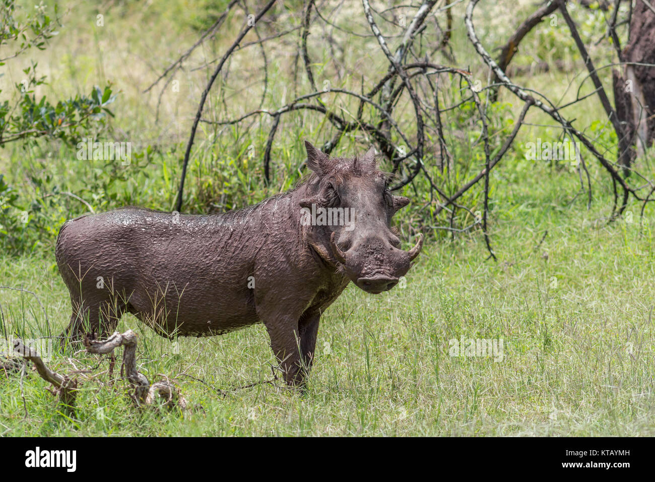 Common warthog (Phacochoerus africanus) Stock Photo