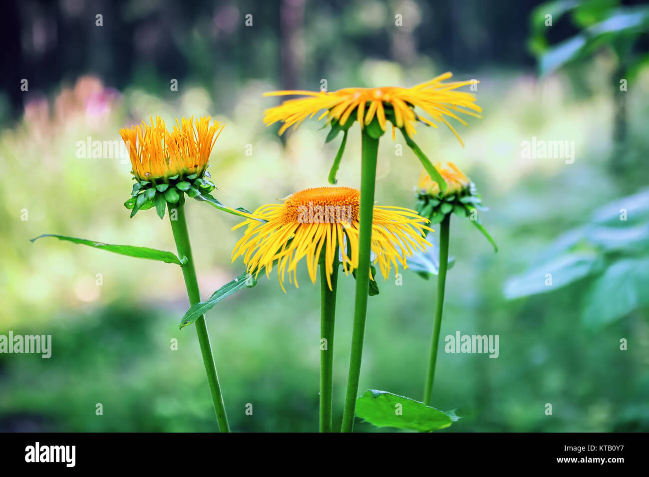 Wild Sunflowers In Bloom Stock Photo Alamy