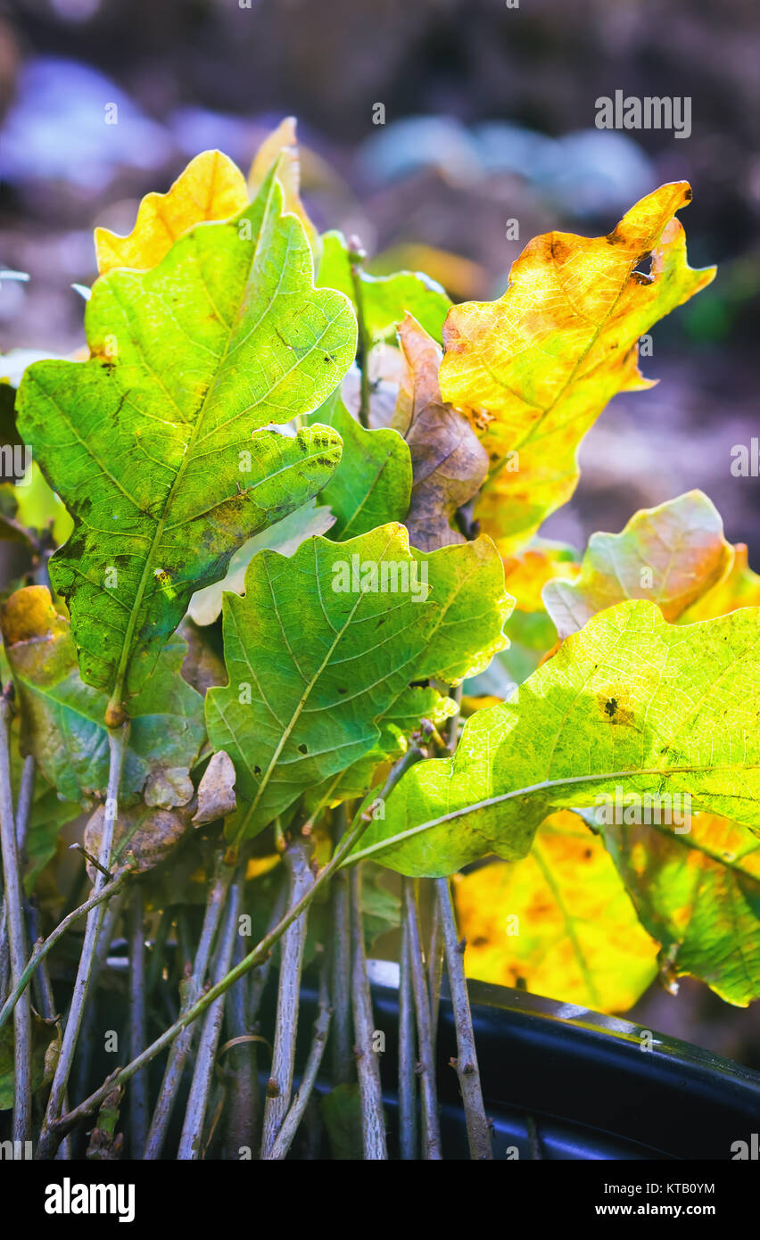 Oak Seedling For Planting Stock Photo - Alamy