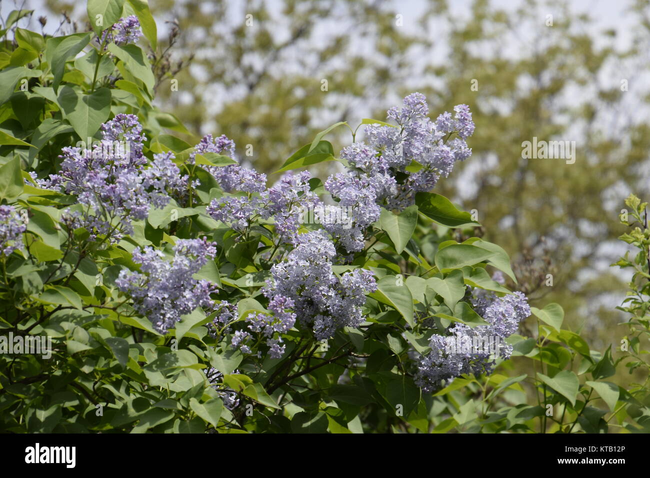 Beautiful purple lilac flowers outdoors Stock Photo - Alamy