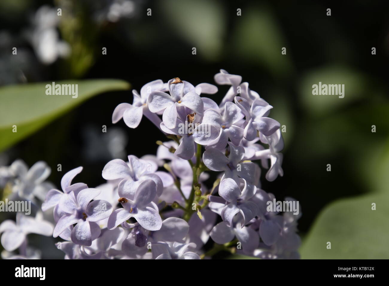 Beautiful purple lilac flowers outdoors Stock Photo - Alamy