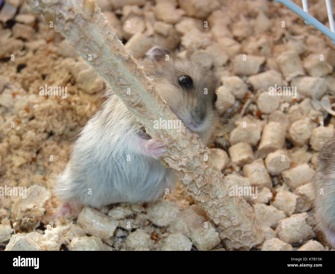 Picture of Hamster in a cage Stock Photo - Alamy