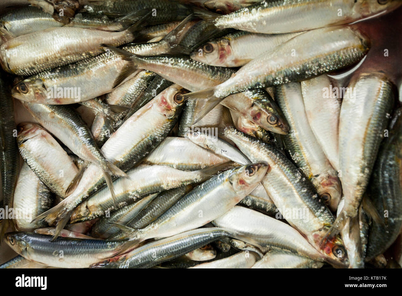 sea fish anchovy Stock Photo - Alamy