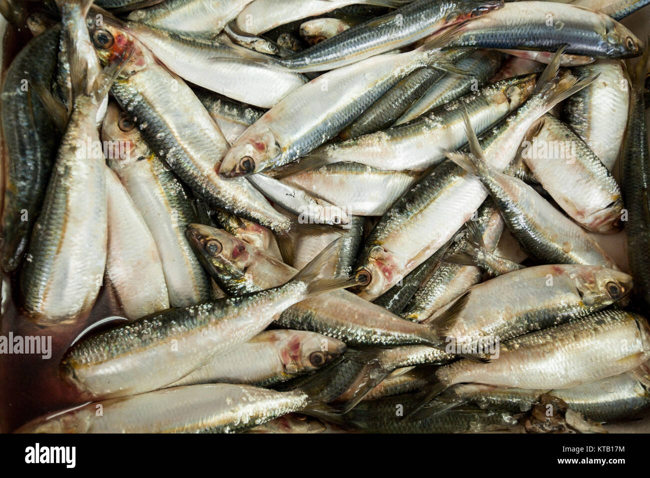 sea fish anchovy Stock Photo Alamy