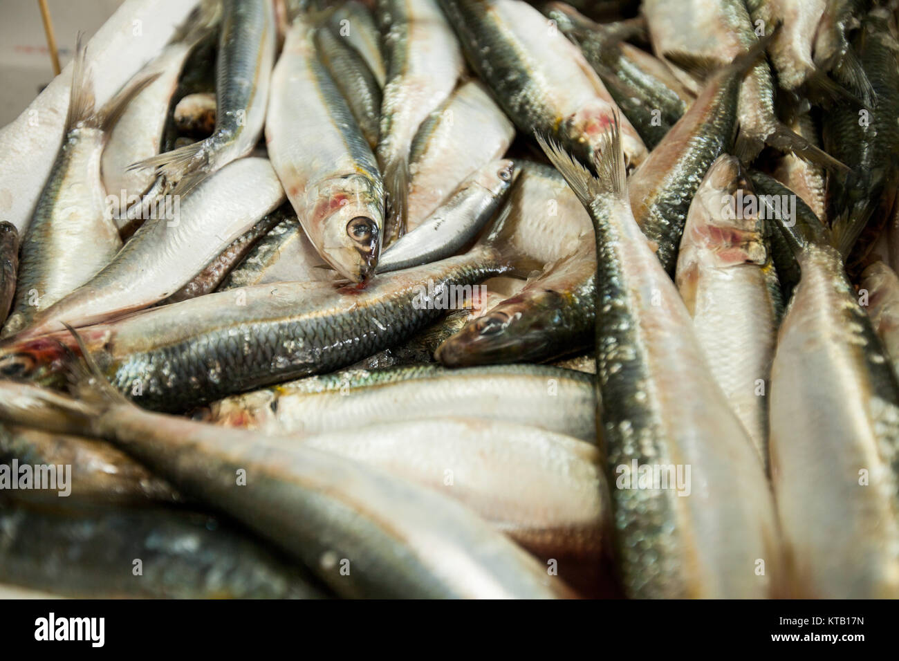 sea fish anchovy Stock Photo - Alamy