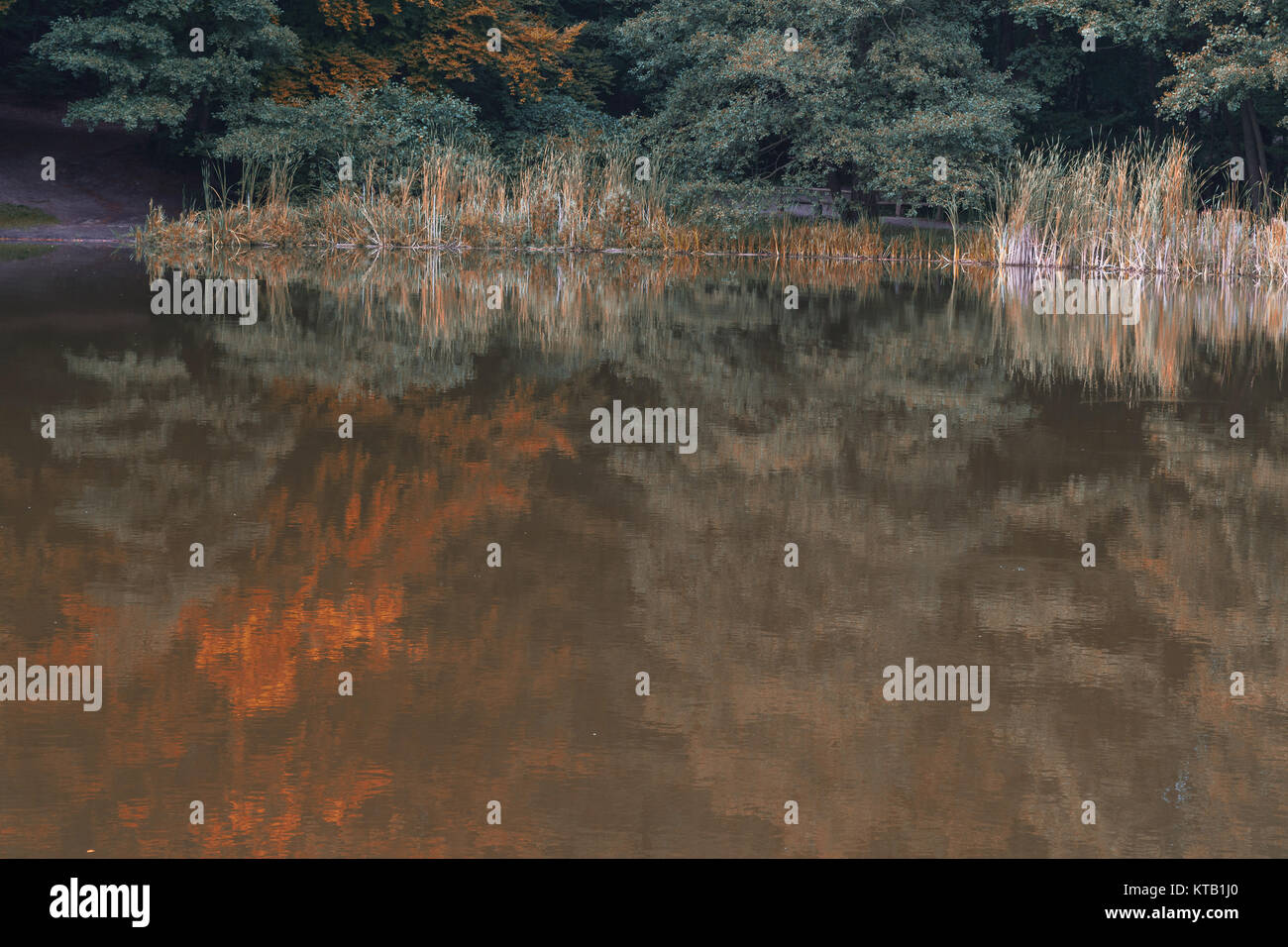 Idyllische ruhige  Teichlandschaft im Wald. Bäume und Pflanzen spiegelt sich im Wasser. Stock Photo