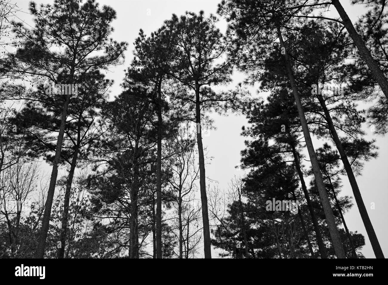 Loblolly or Yellow Pines silhouetted against the sky in the Albemarle Sound area of North Carolina Stock Photo