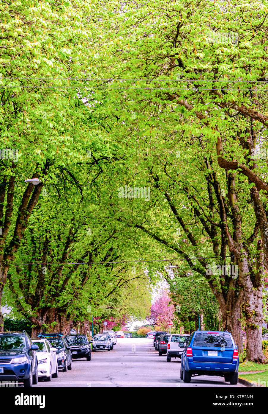 the city street overgrown with huge green trees and cars parked and the roadsides Stock Photo