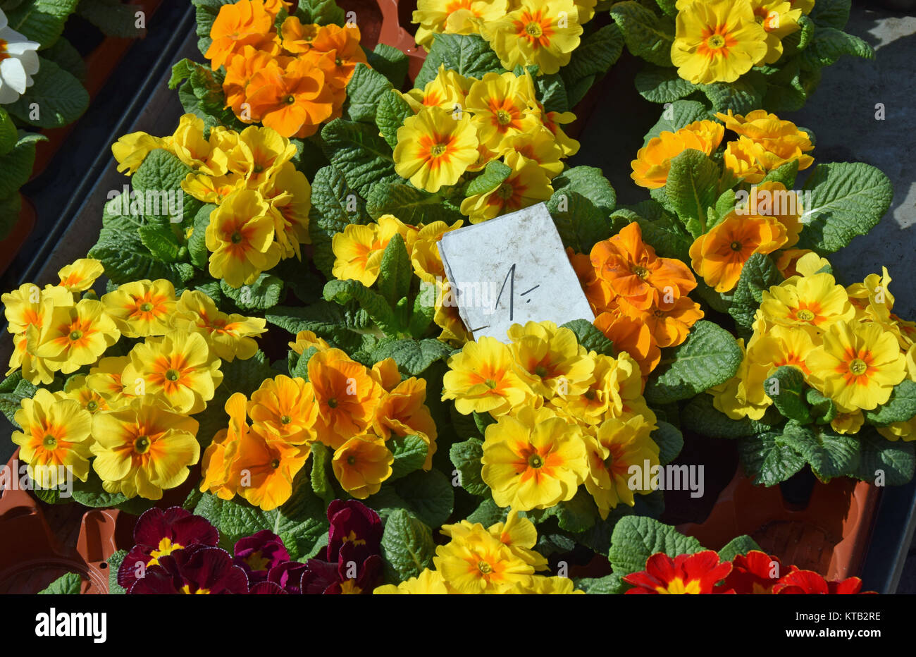 Primroses for sale hi-res stock photography and images - Alamy