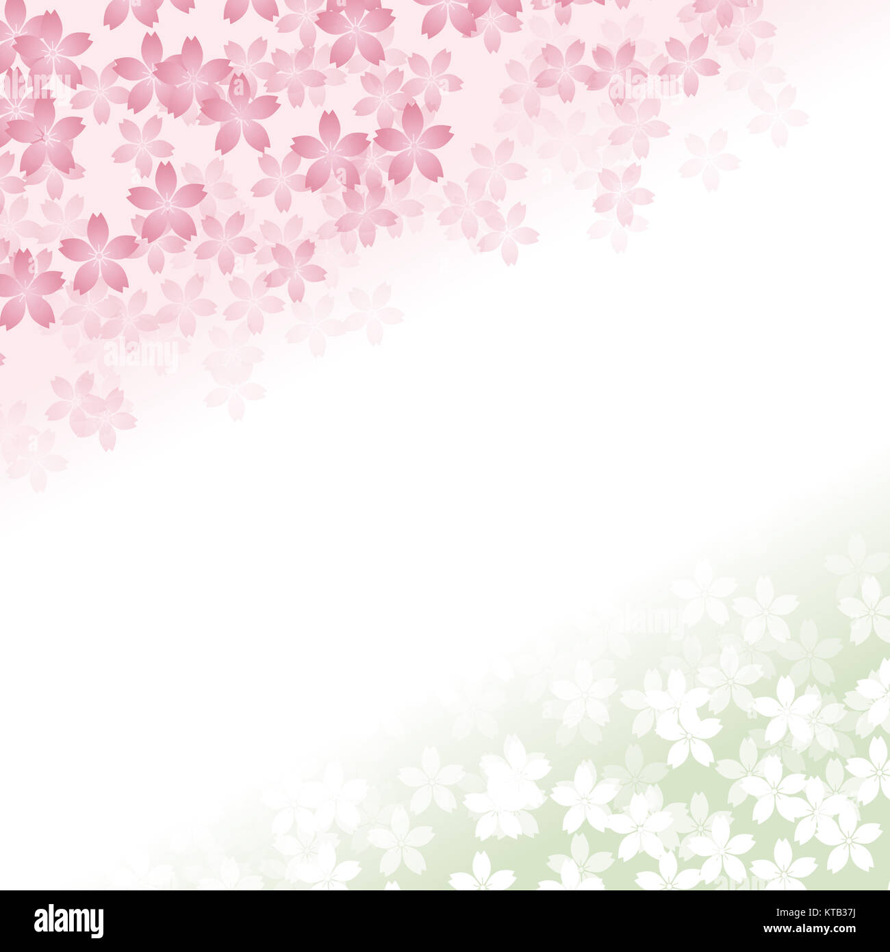 Cherry blossom background illustration Stock Photo