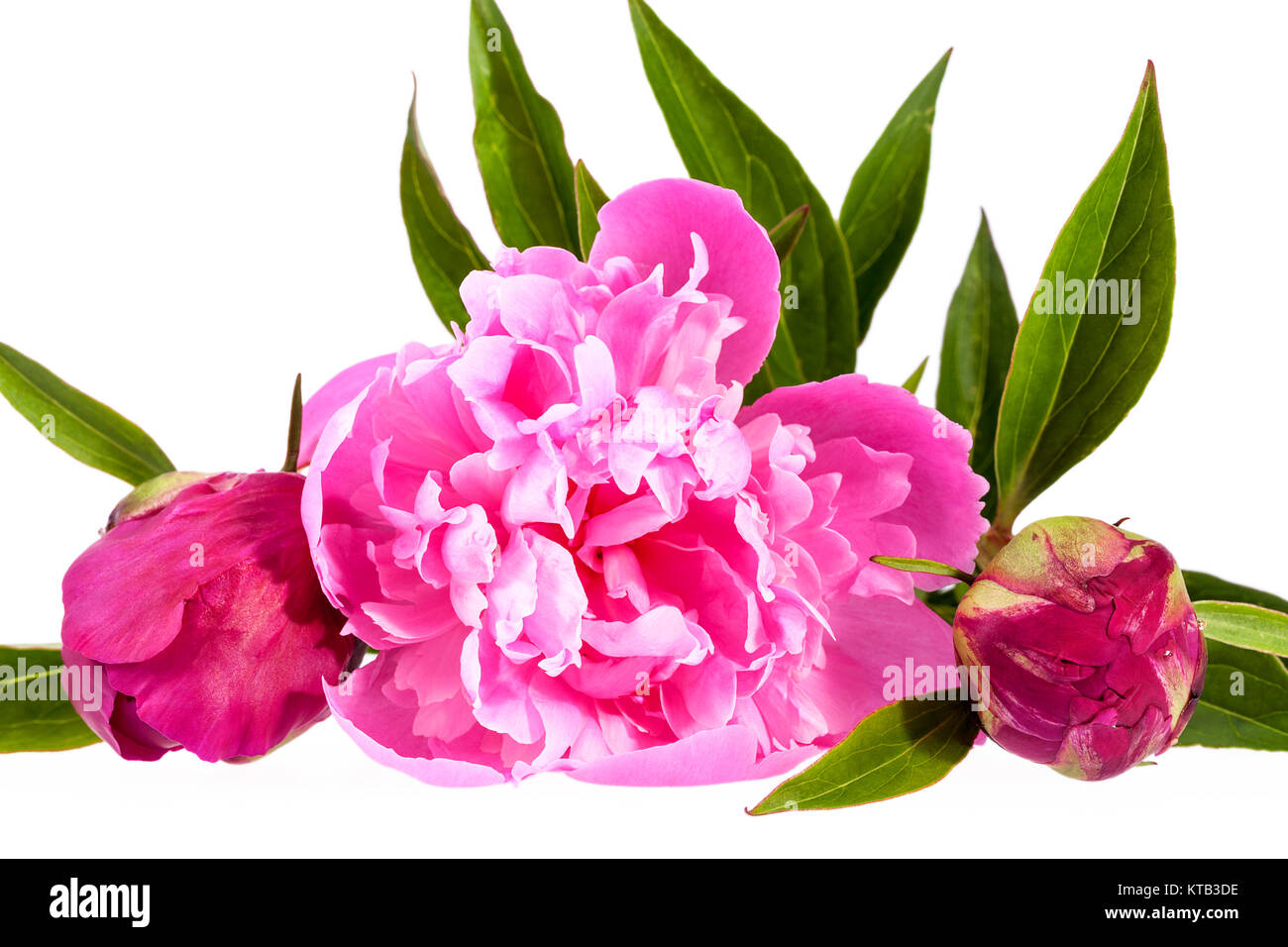 pink flowers of peony isolated on white background Stock Photo - Alamy