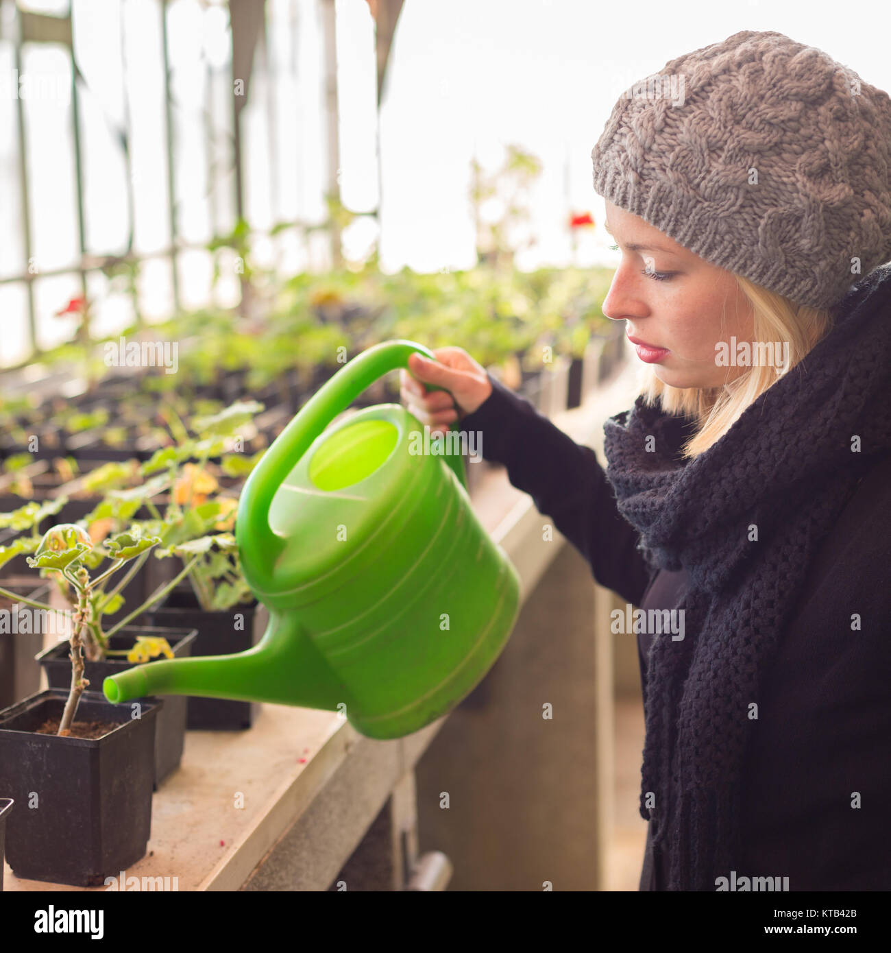 Florists woman working in greenhouse Stock Photo - Alamy