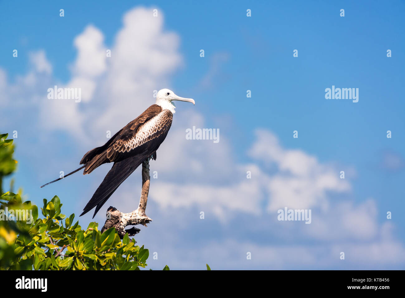 Female Frigatebird and Sky Stock Photo