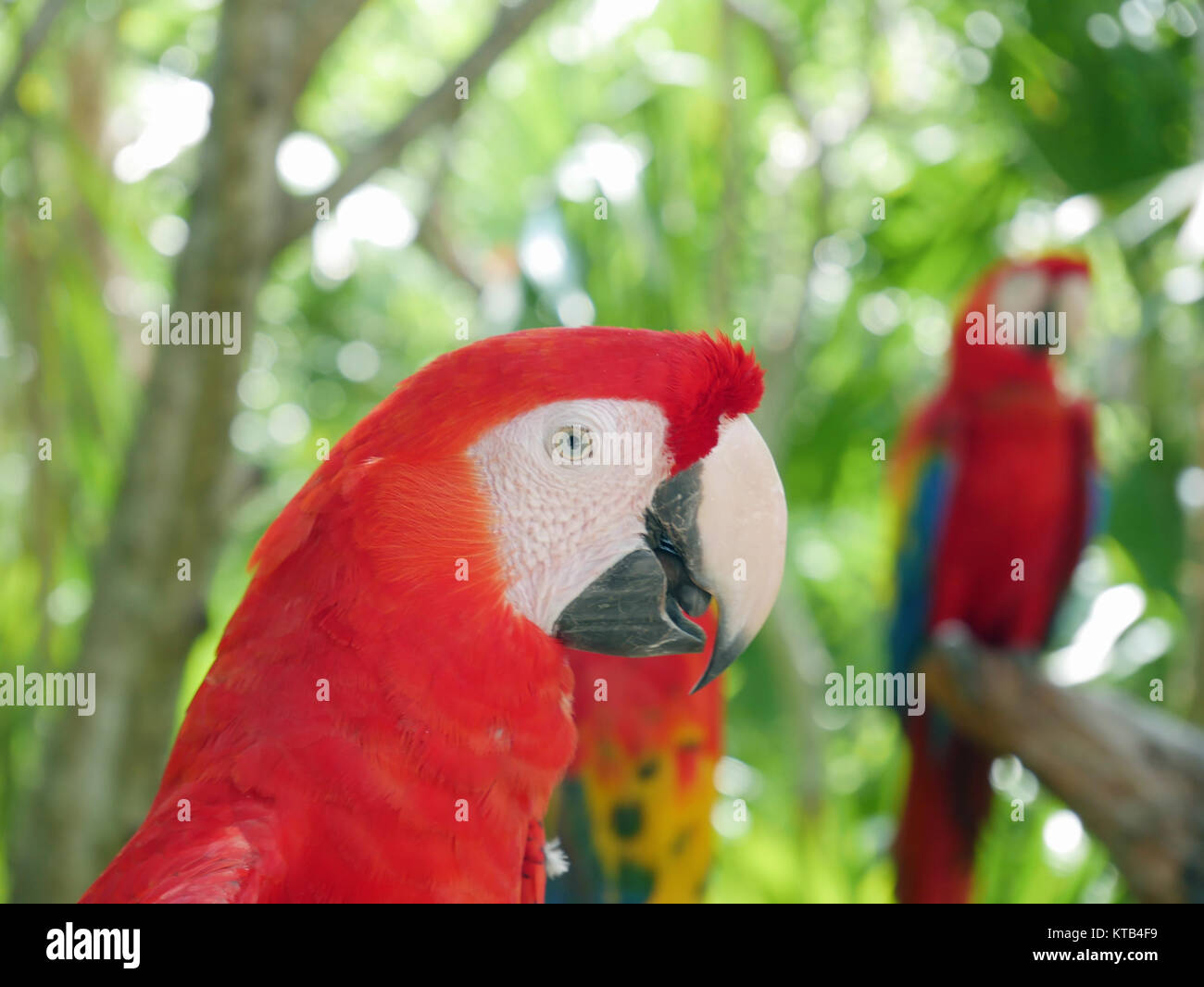 Red parrots, Riviera maya, Mexico Stock Photo Alamy