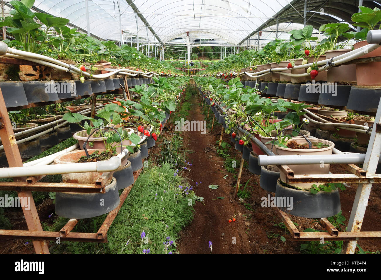 Fresh strawberries that are grown in greenhouses Stock Photo - Alamy